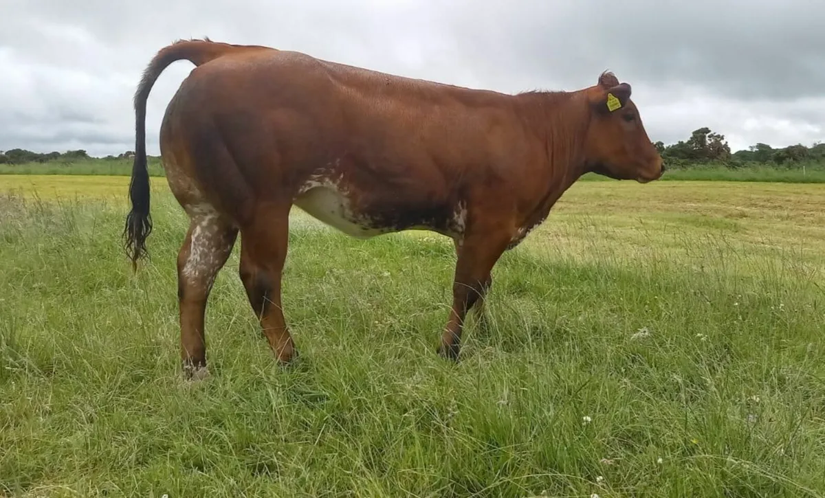 Roan EBY Heifer - Ennis Mart 24th June. - Image 2