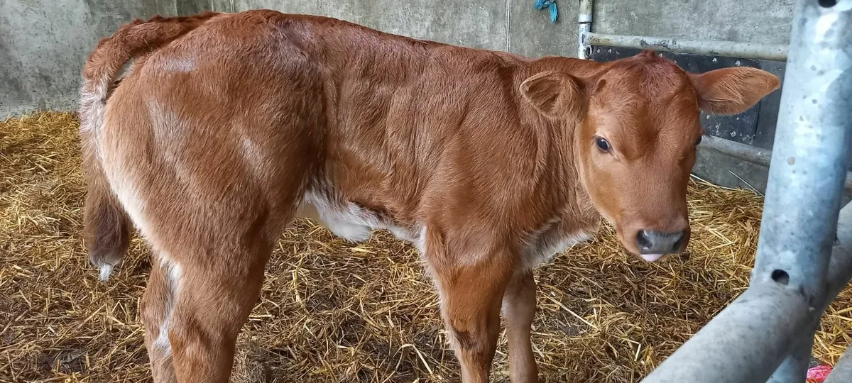 Roan EBY Heifer - Ennis Mart 24th June. - Image 3