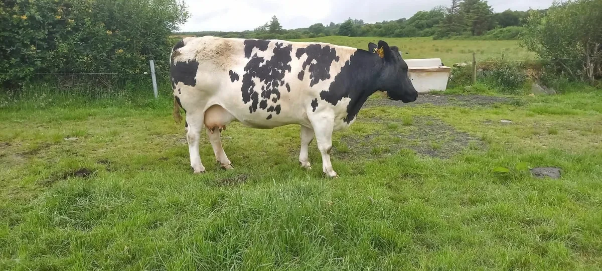 Roan EBY Heifer - Ennis Mart 24th June. - Image 4