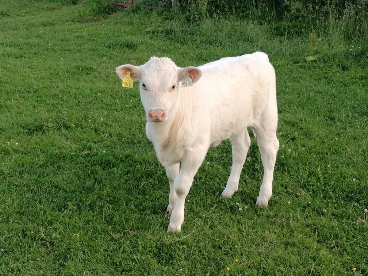 Roan cows and calves Tullamore Mart - Image 3