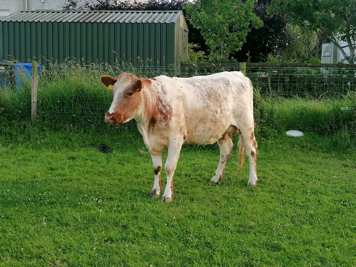 Roan cows and calves Tullamore Mart - Image 4