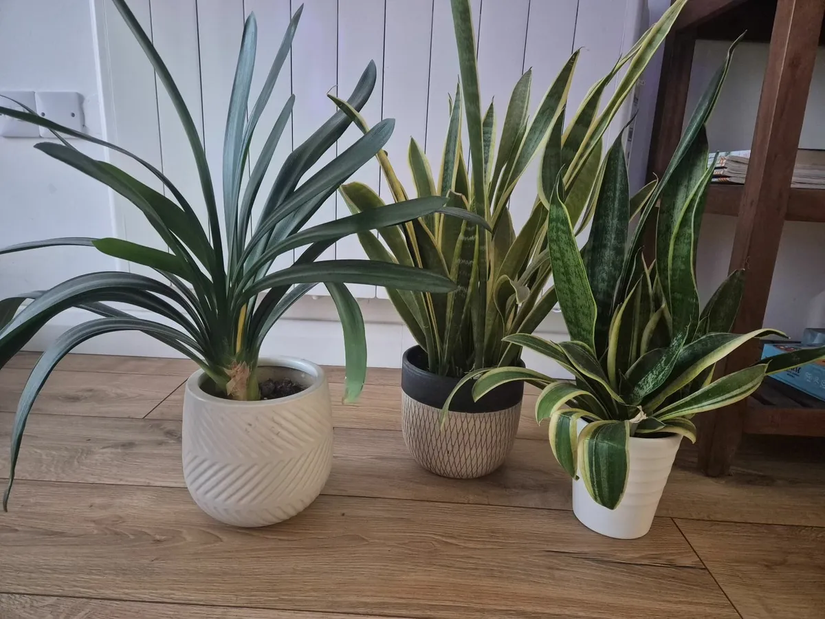 Plants