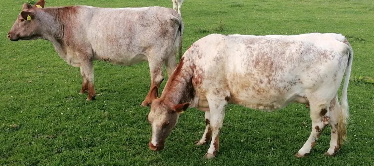 Roan cows and calves Tullamore Mart - Image 1