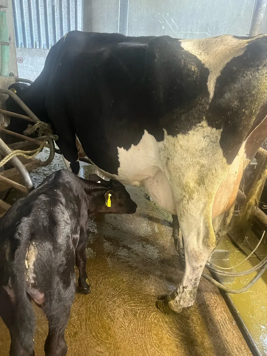 Friesian cow with bull calf at foot - Image 1