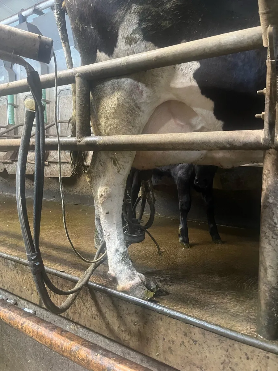 Friesian cow with bull calf at foot - Image 2