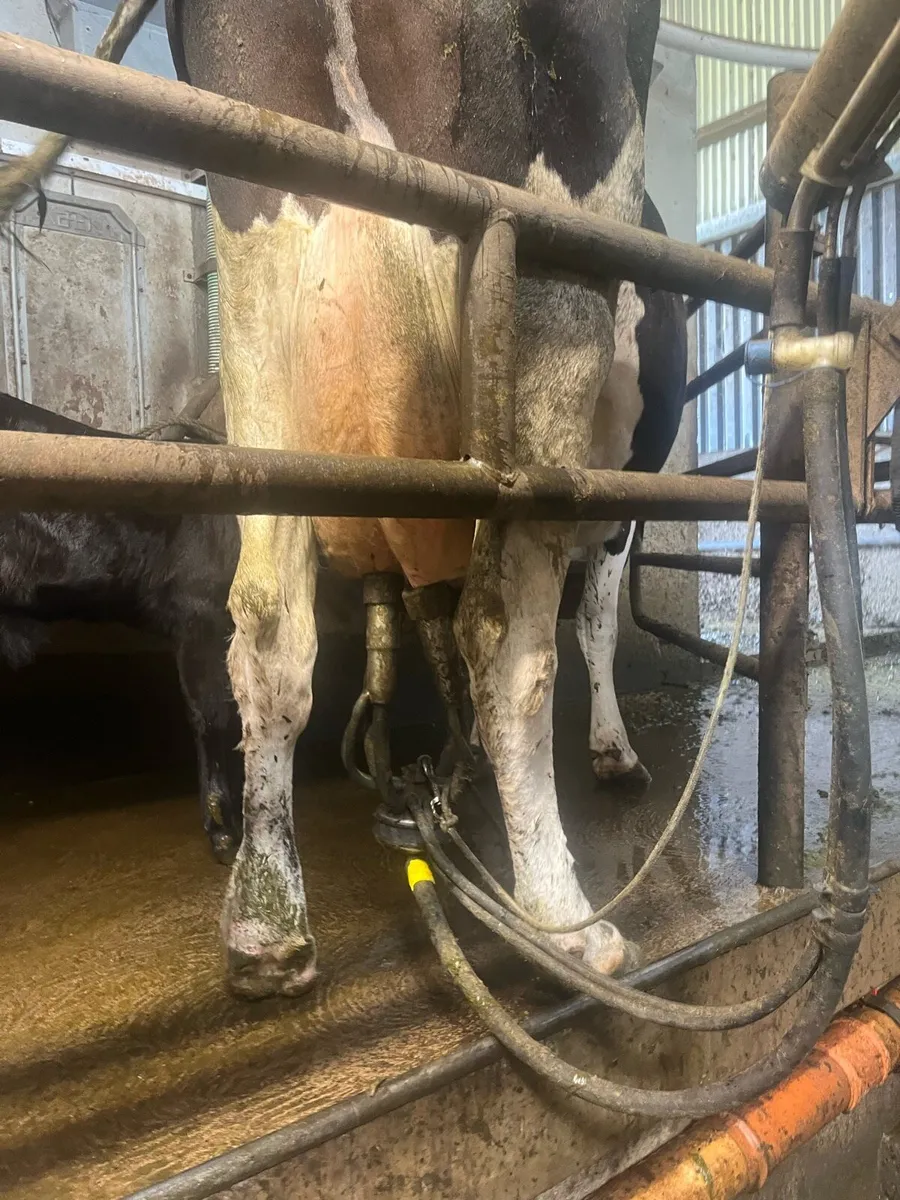 Friesian cow with bull calf at foot - Image 3