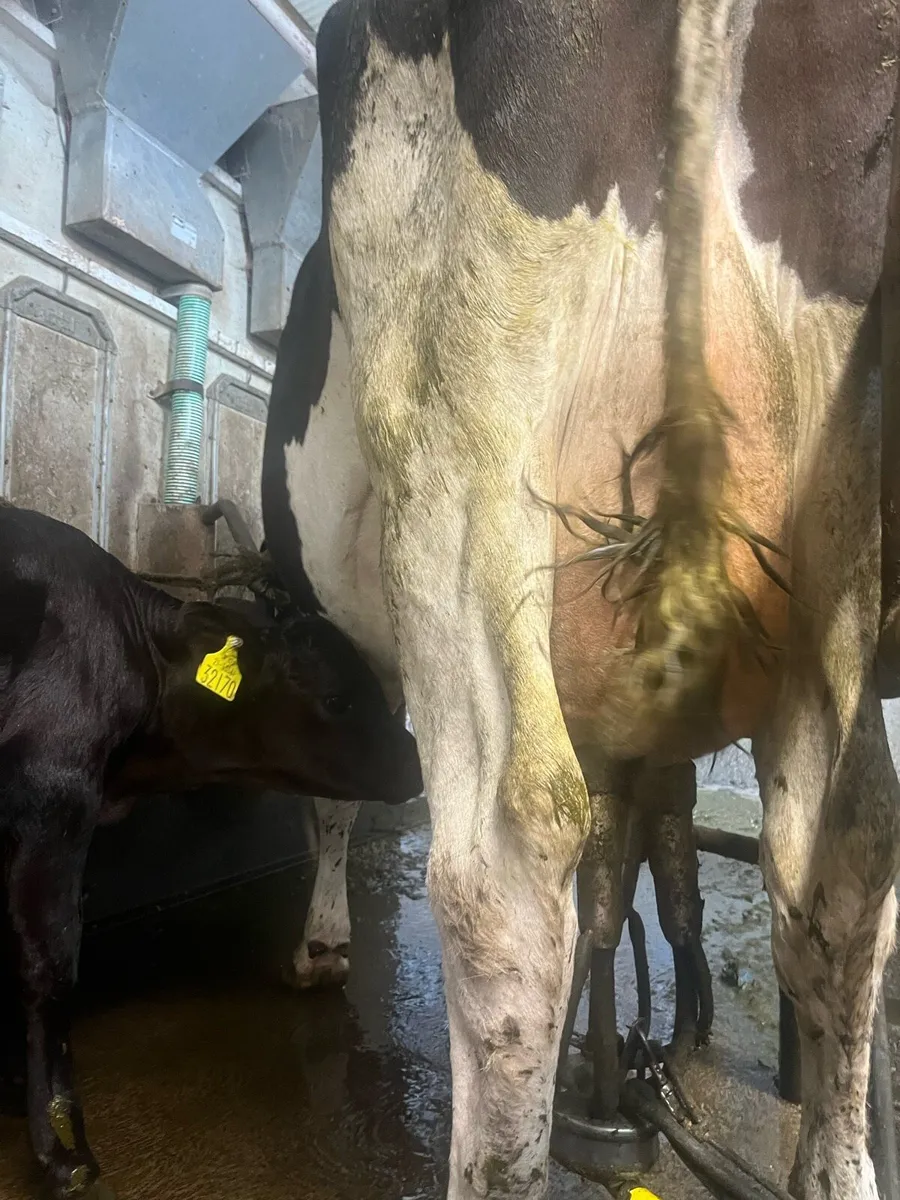 Friesian cow with bull calf at foot - Image 4