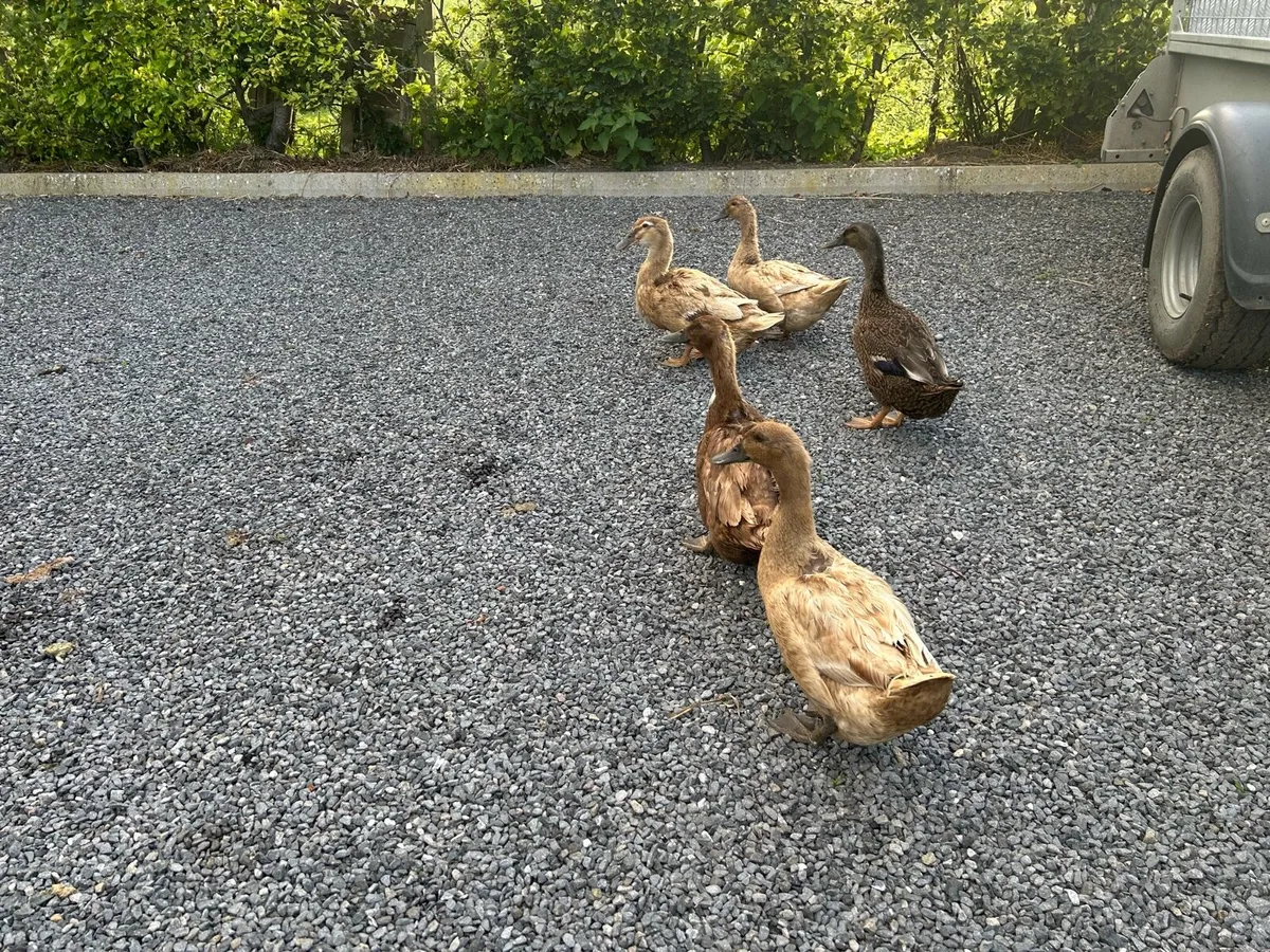 Ducks - Image 3