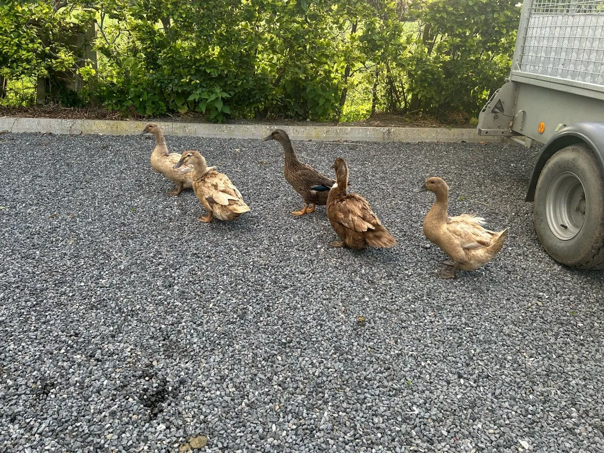 Ducks - Image 4