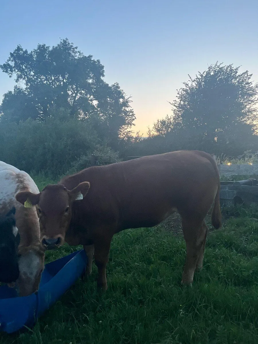 4 super heifers - Image 1