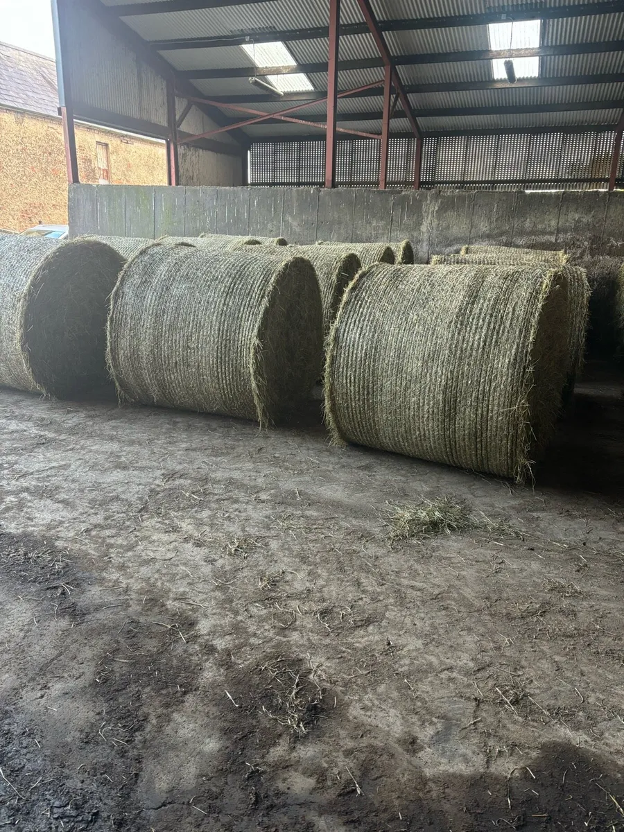 Hay - Image 1