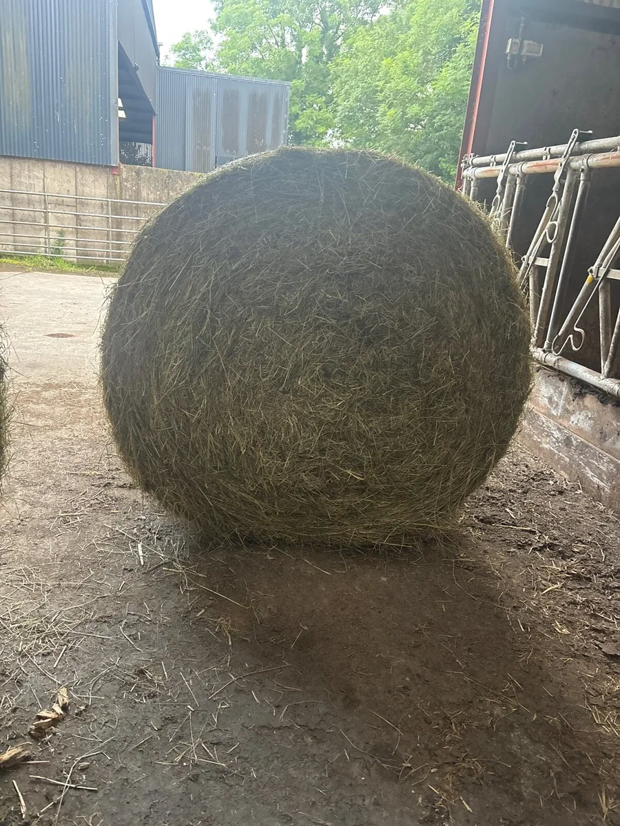 Hay - Image 2