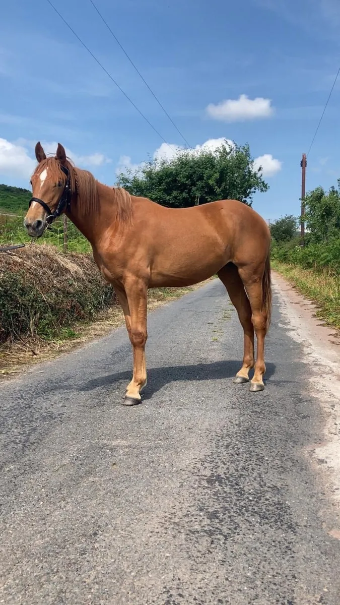 Irish Draught yearling filly - Image 4