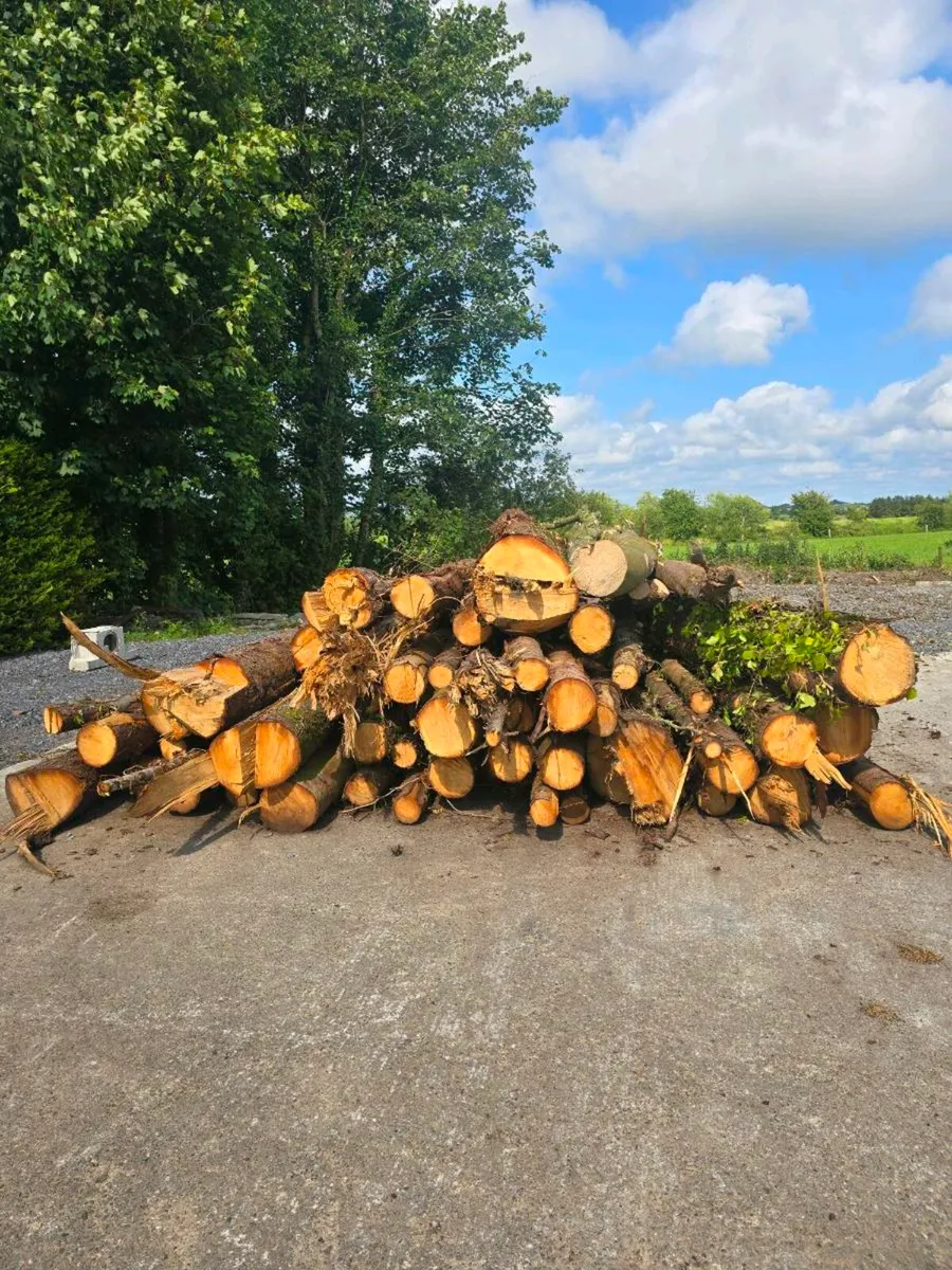 Fire wood - Image 2