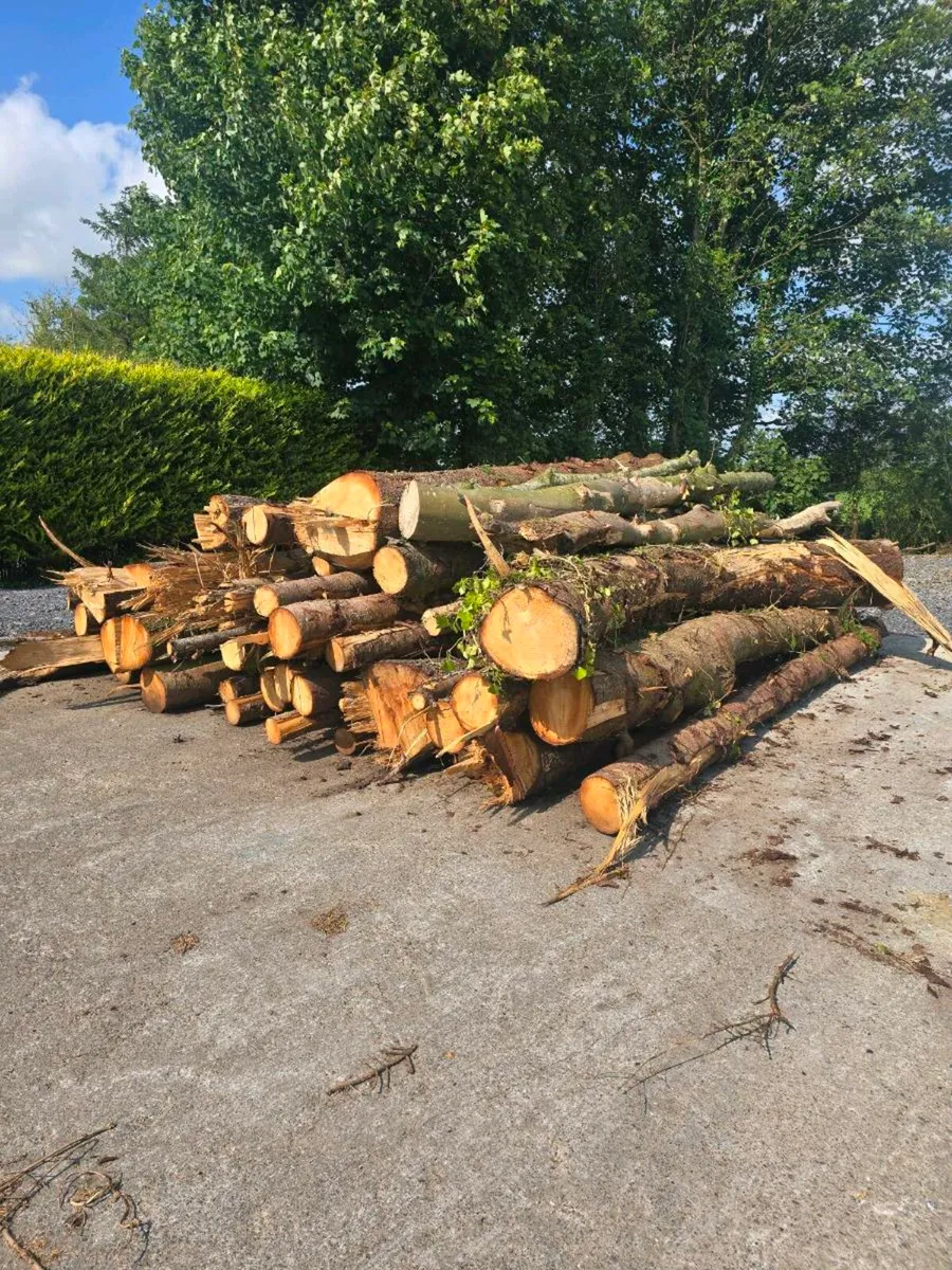 Fire wood - Image 3