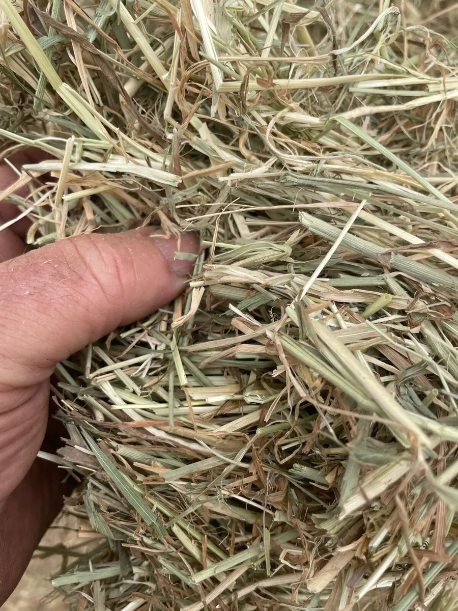 Wexford hay - Image 2