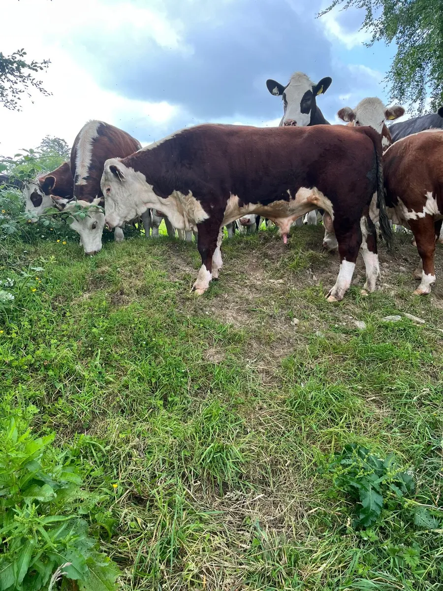 Pedigree Polled Hereford Bull - Image 1