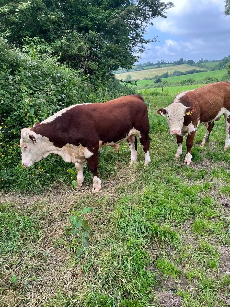 Pedigree Polled Hereford Bull - Image 2