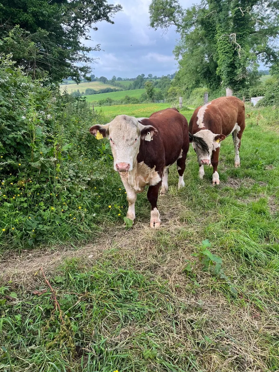 Pedigree Polled Hereford Bull - Image 3
