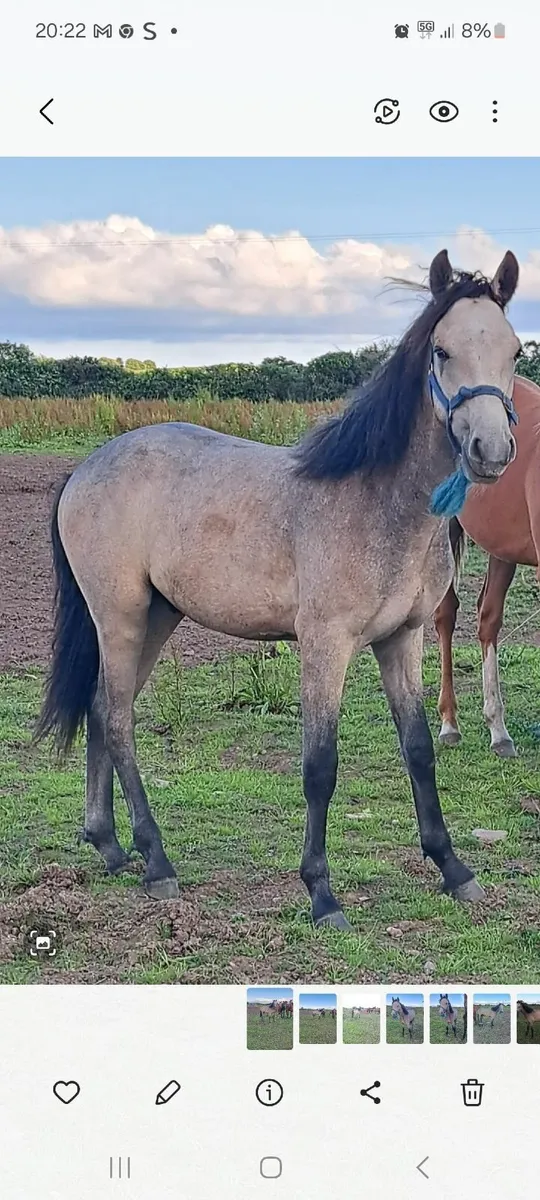 Horse - Image 2