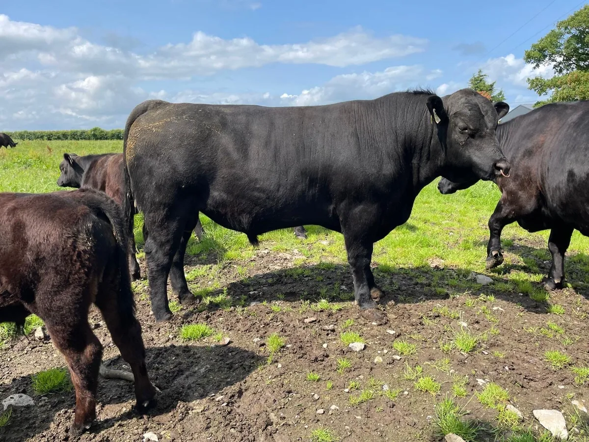Purebred Angus Bull 20 Months old - Image 1