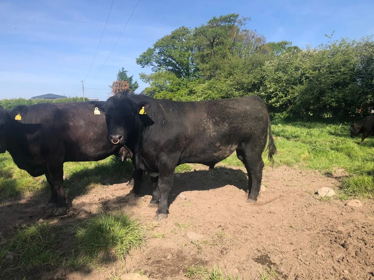 Purebred Angus Bull 20 Months old - Image 2