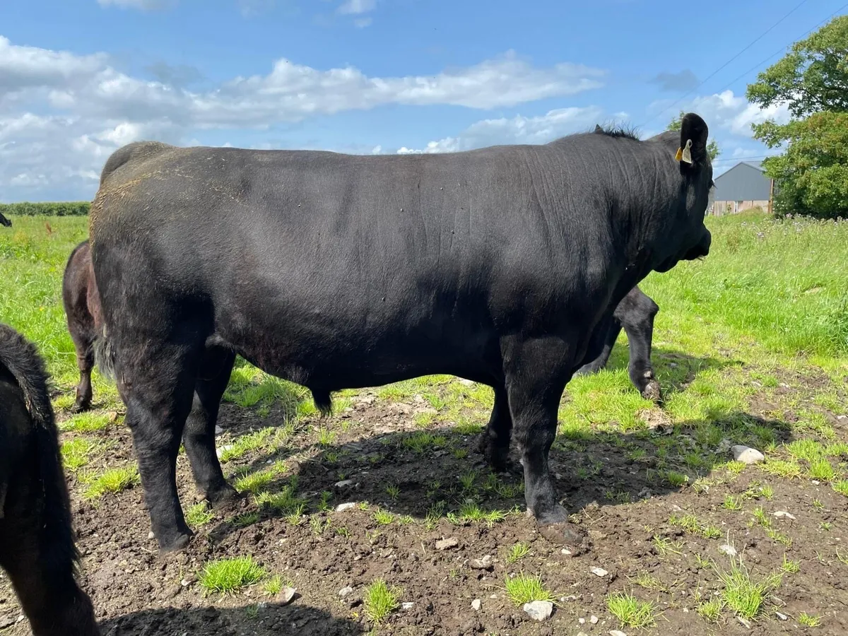 Purebred Angus Bull 20 Months old - Image 3