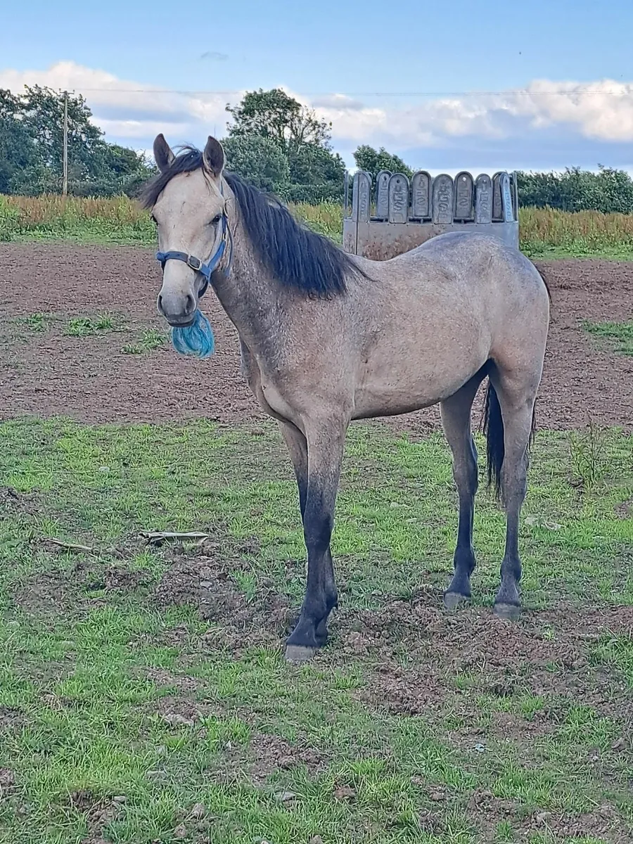 Horse - Image 3