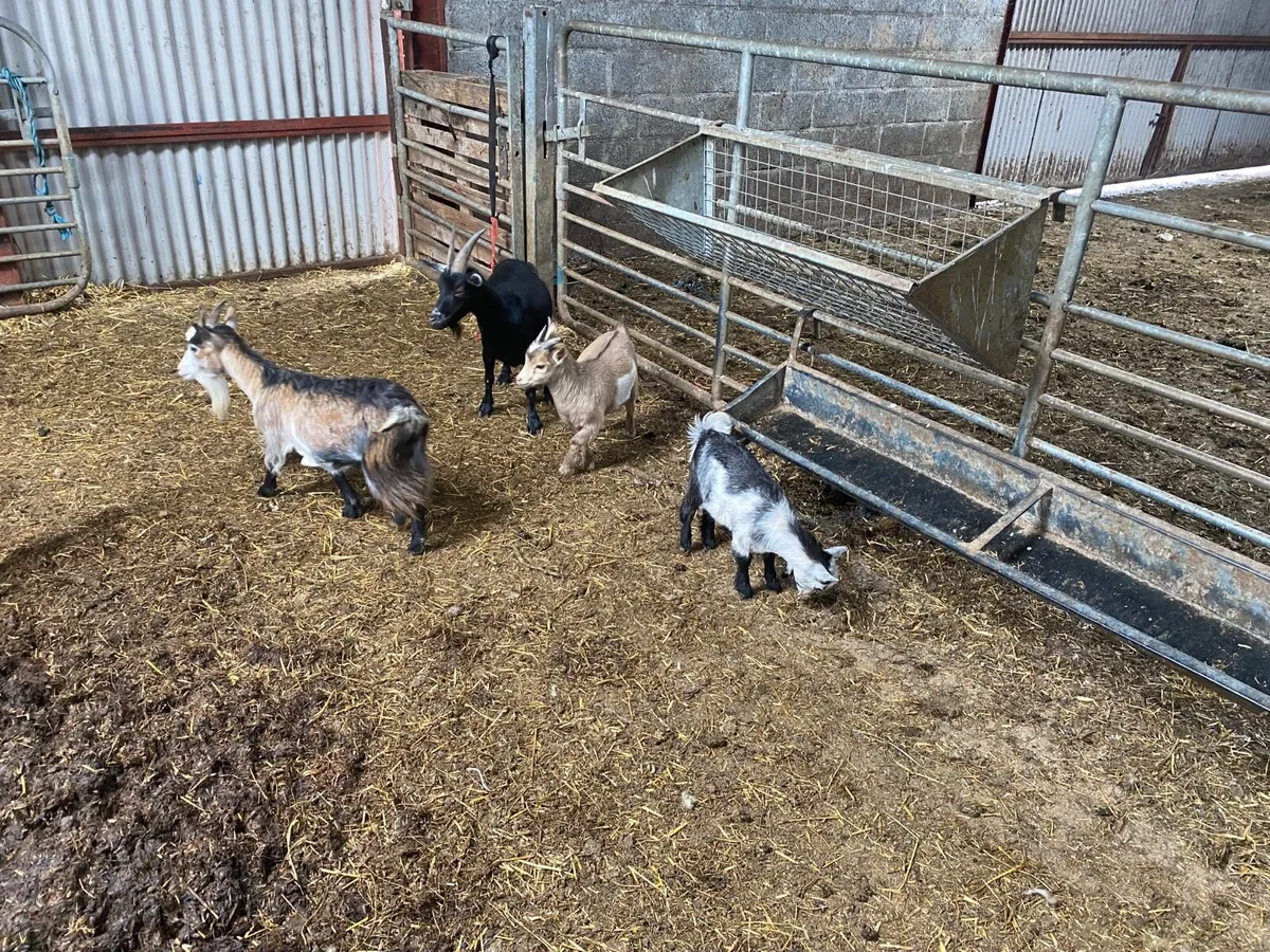 Pigmy Goats - Image 1