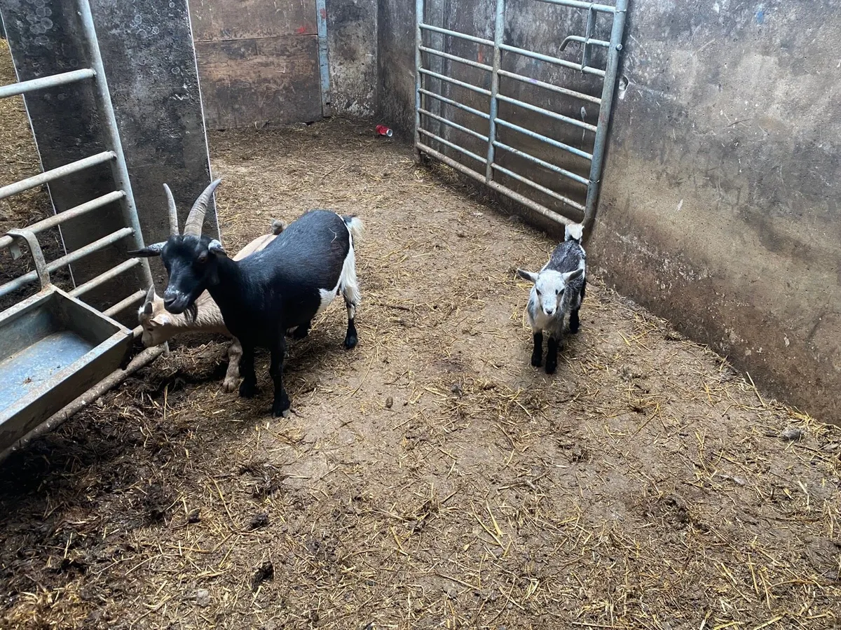 Pigmy Goats - Image 3