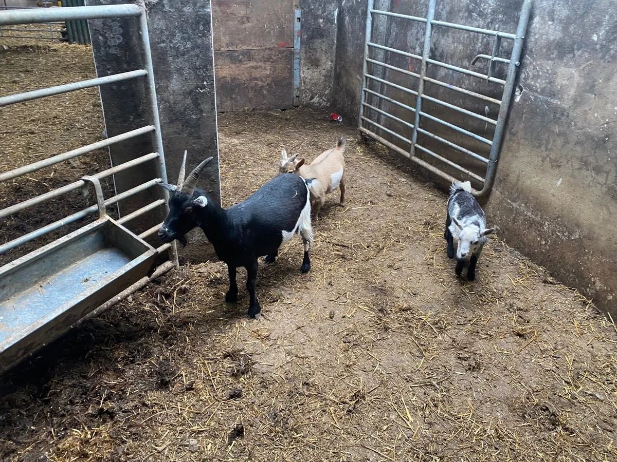 Pigmy Goats - Image 4