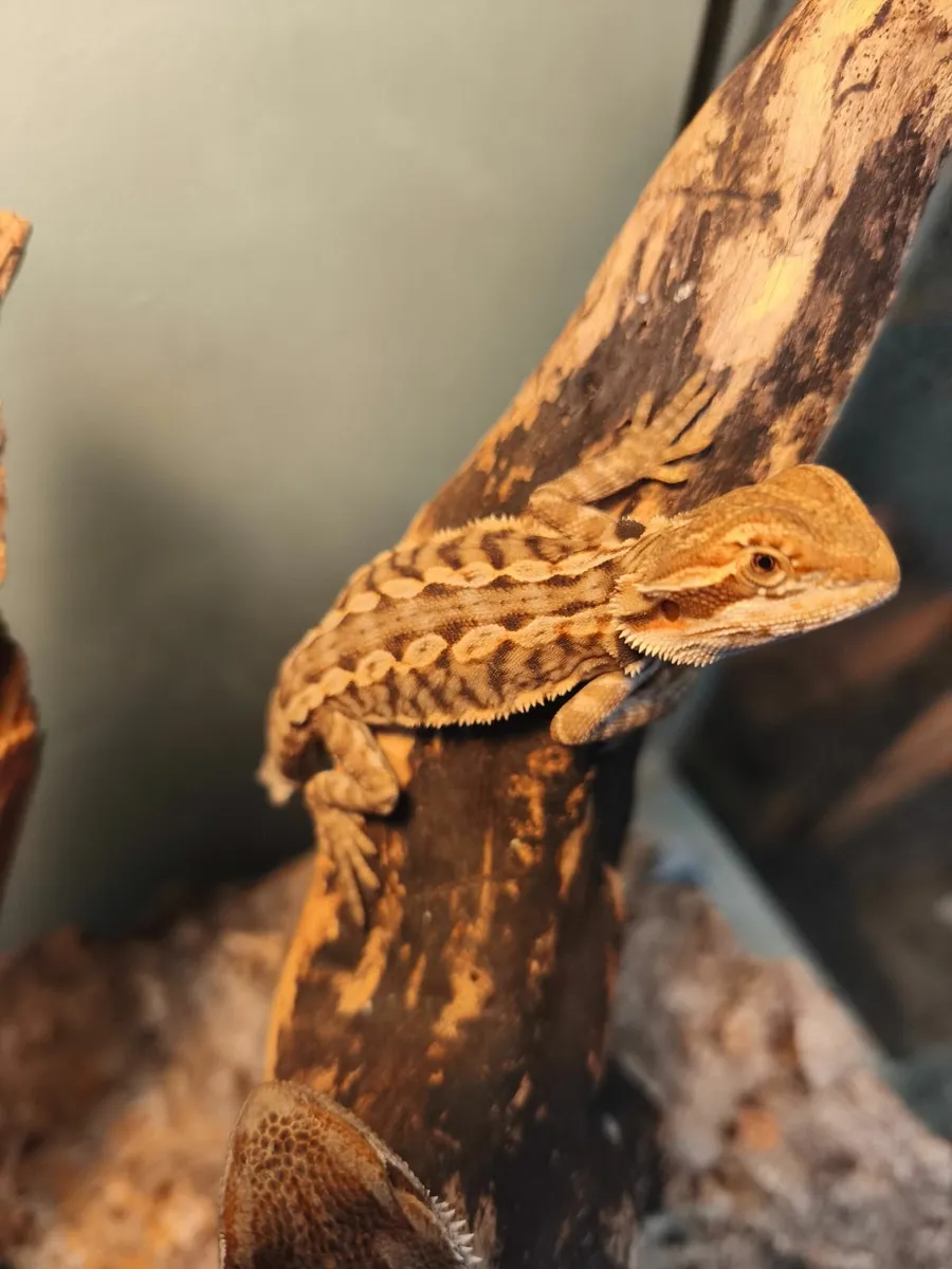 Baby hypo bearded dragons - Image 2