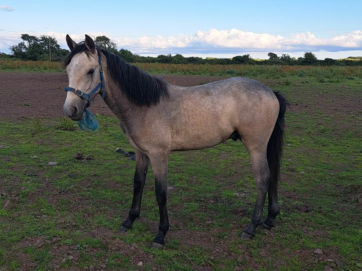 Horse - Image 4