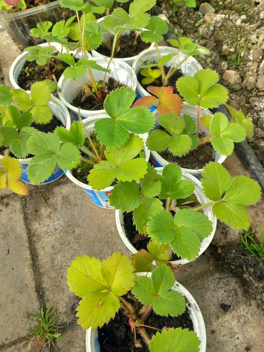 Strawberry and tomatoes plants - Image 1