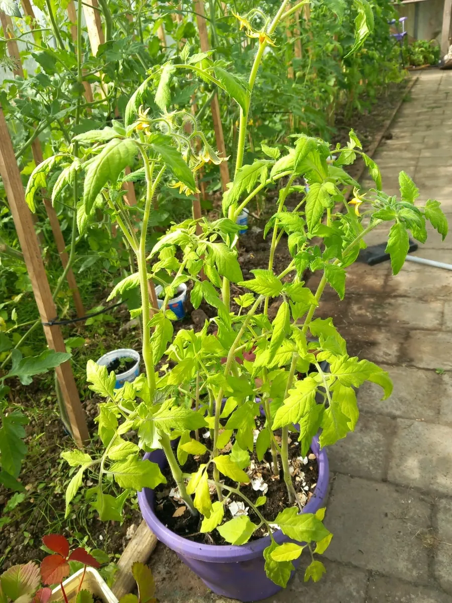 Strawberry and tomatoes plants - Image 2