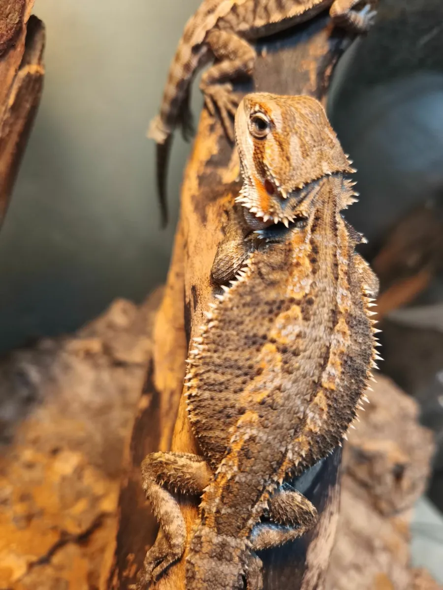 Baby hypo bearded dragons - Image 3