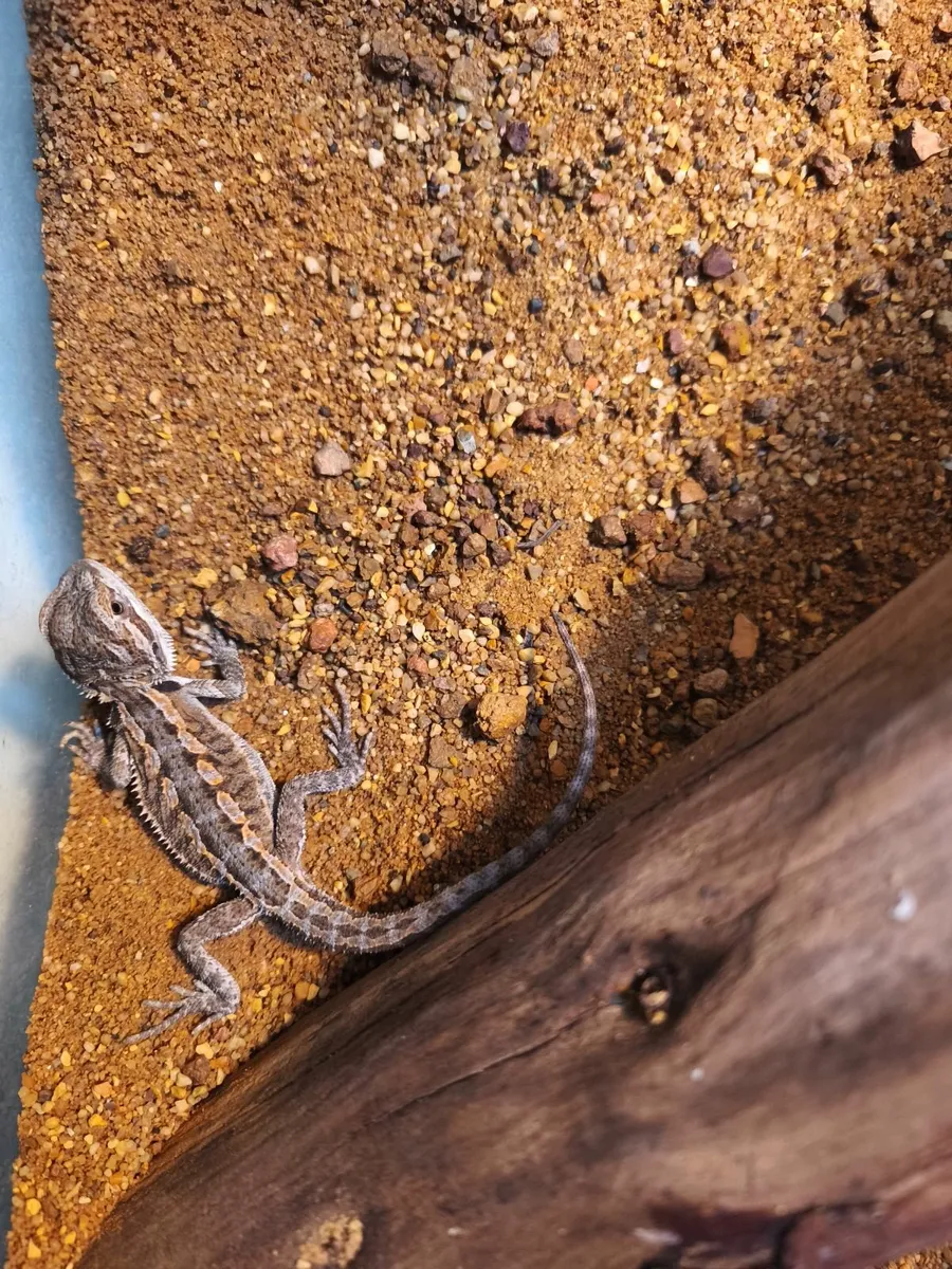 Baby hypo bearded dragons - Image 4