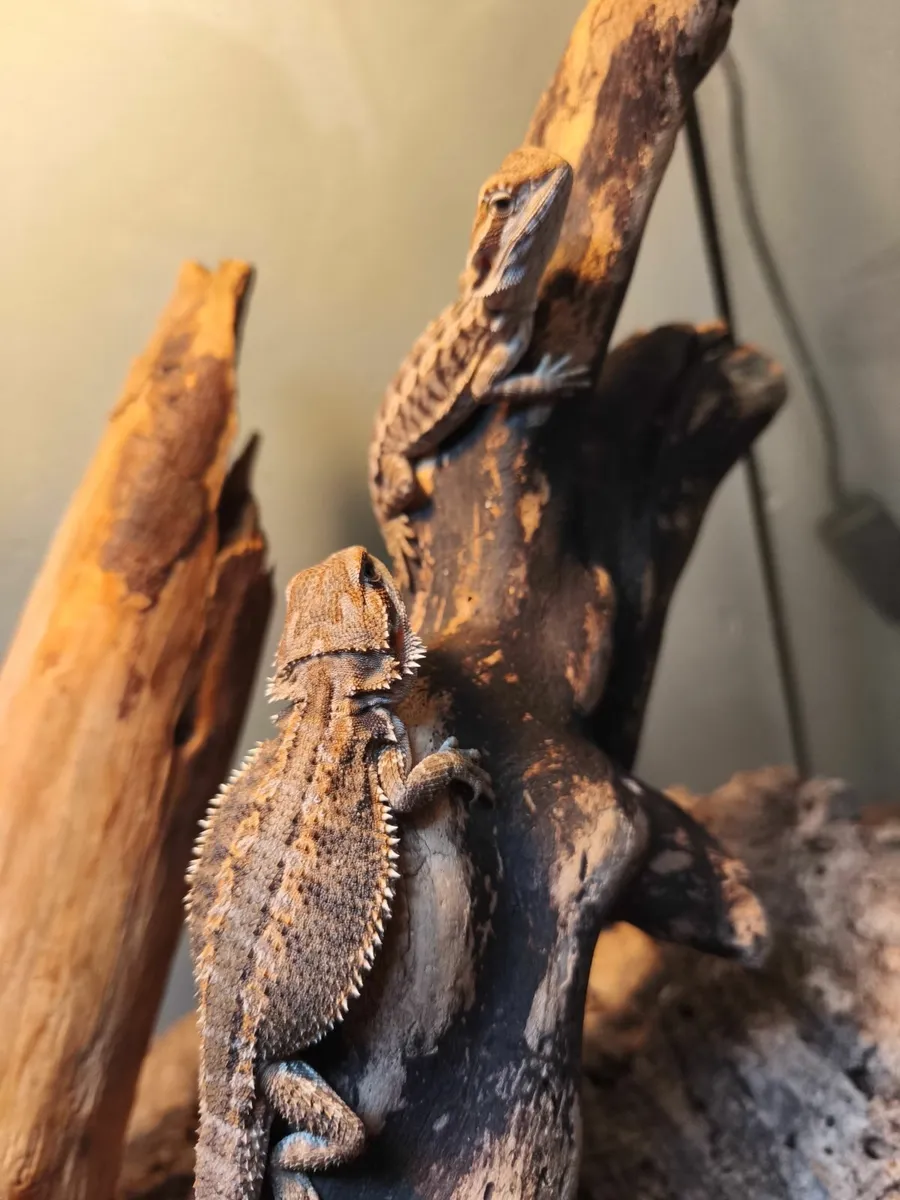Baby hypo bearded dragons - Image 1
