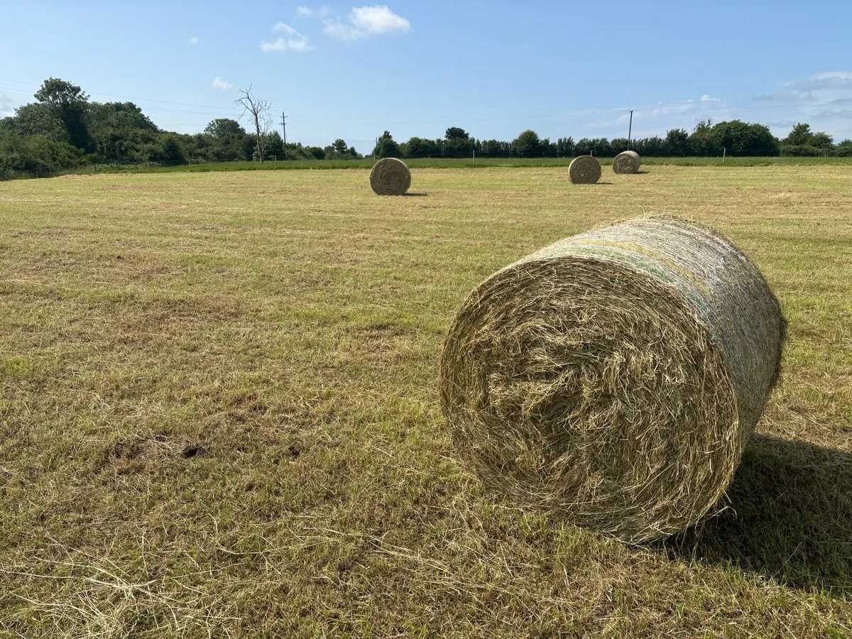 Hay - Image 1