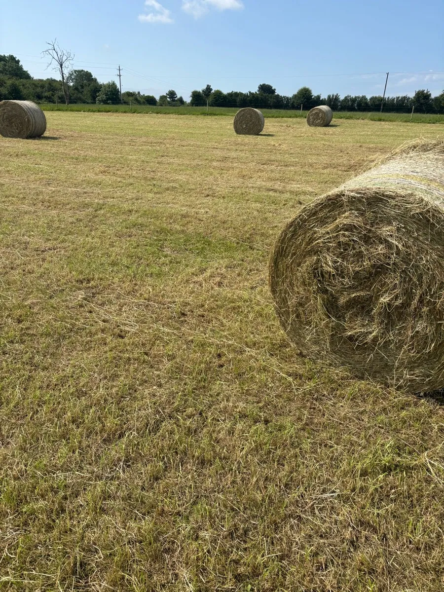 Hay - Image 2