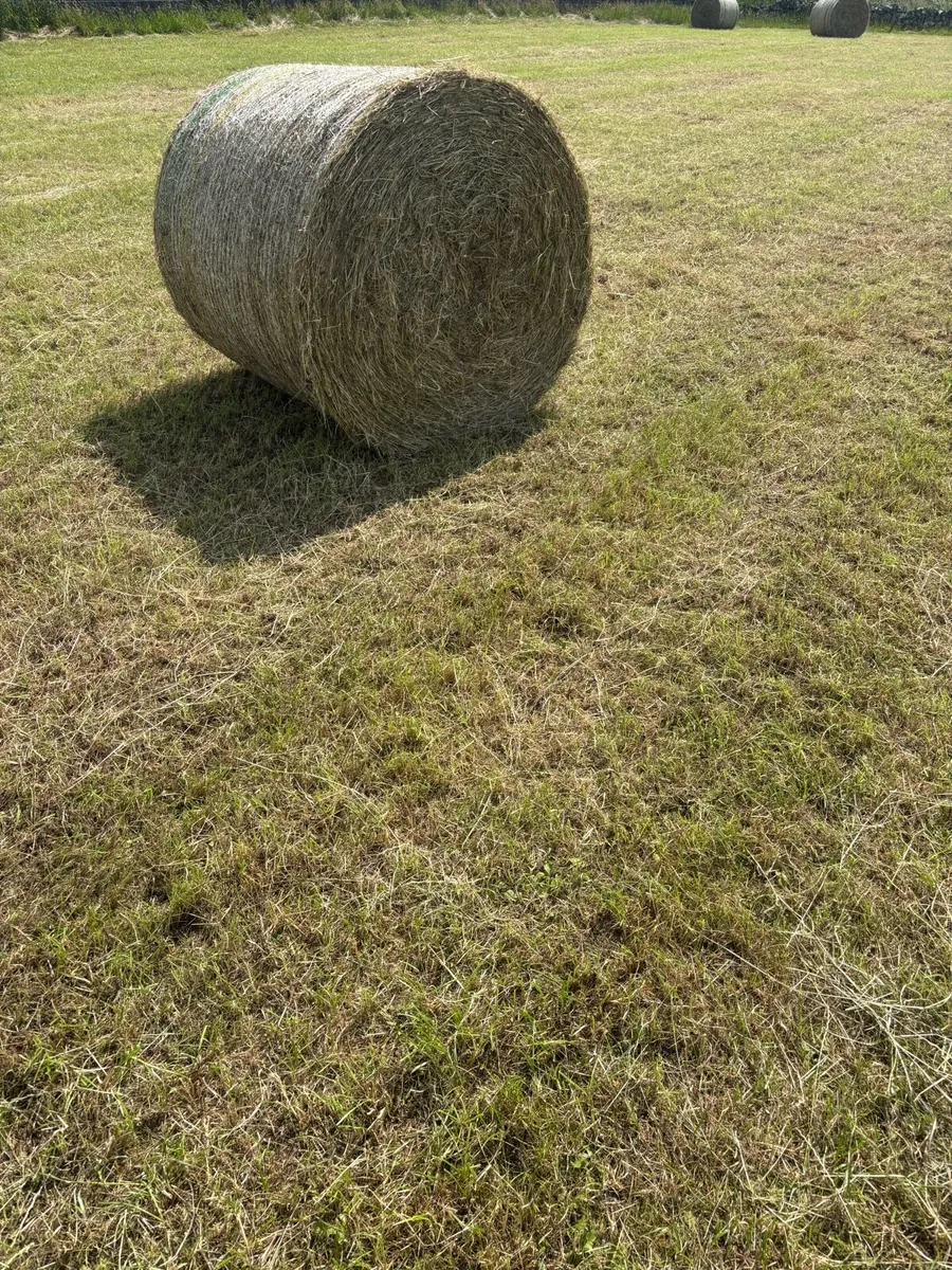 Hay - Image 3