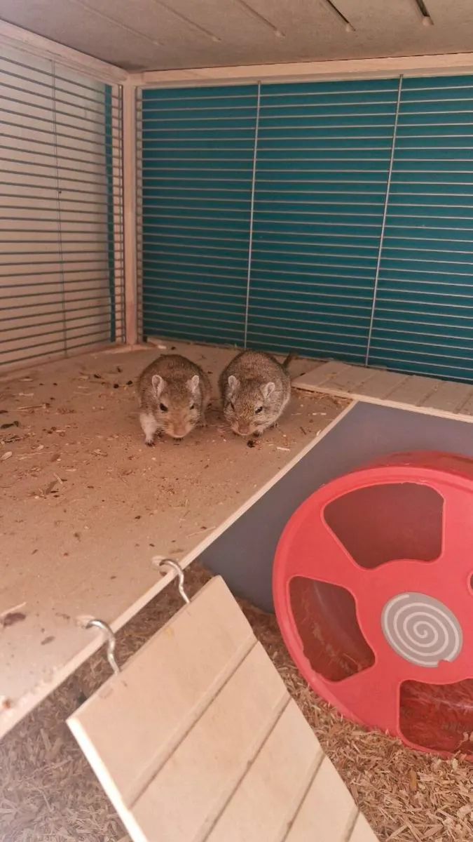 Gerbils - two bonded male gerbils - Image 1