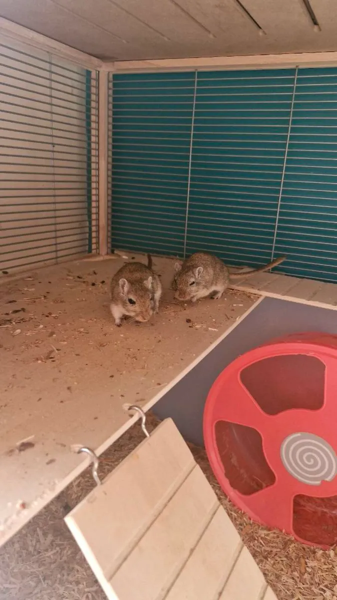 Gerbils - two bonded male gerbils - Image 2
