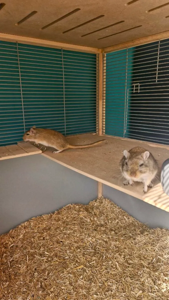 Gerbils - two bonded male gerbils - Image 3