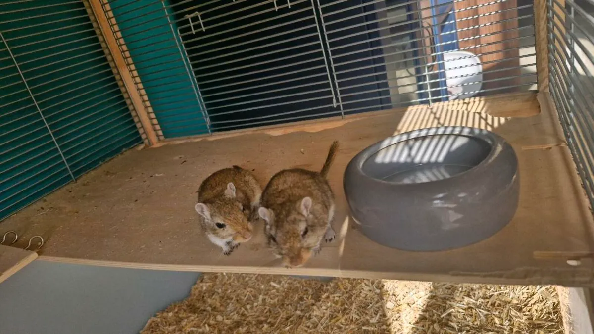 Gerbils - two bonded male gerbils - Image 4