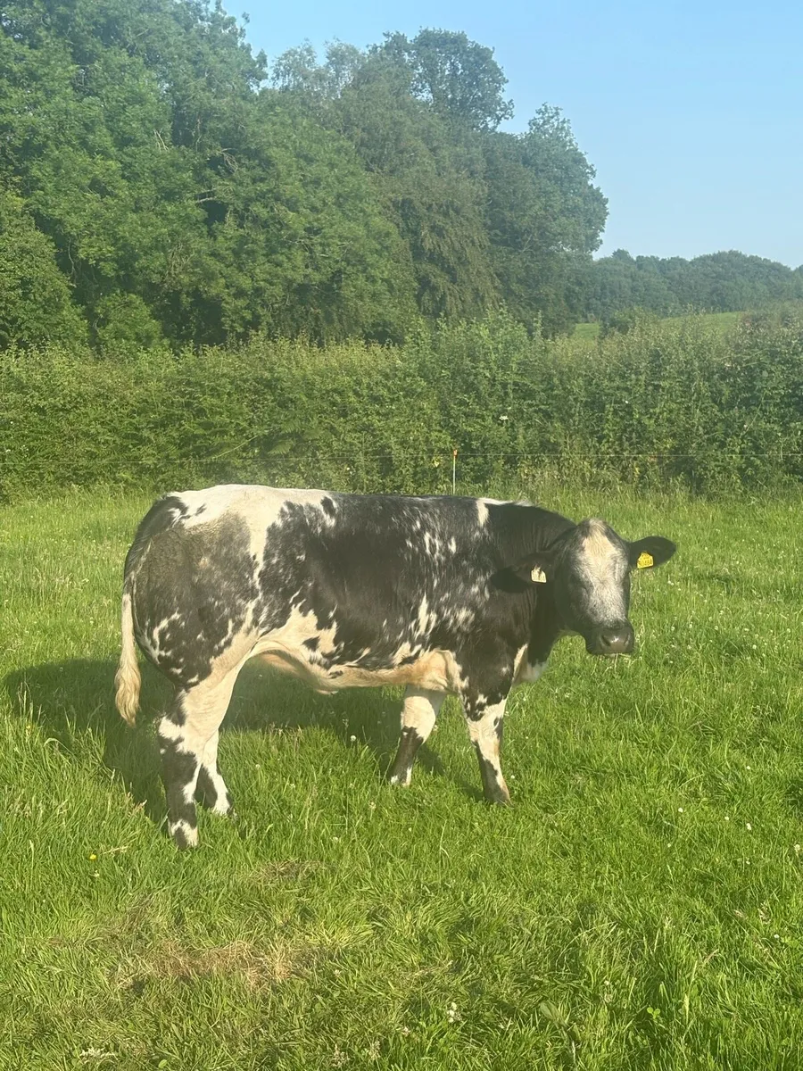 **BREEDING HEIFERS** - Image 1