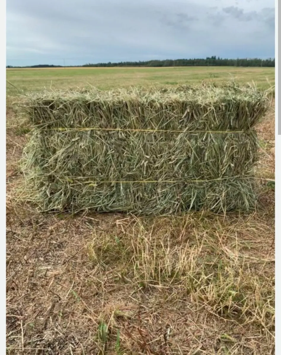 Hay - Image 2