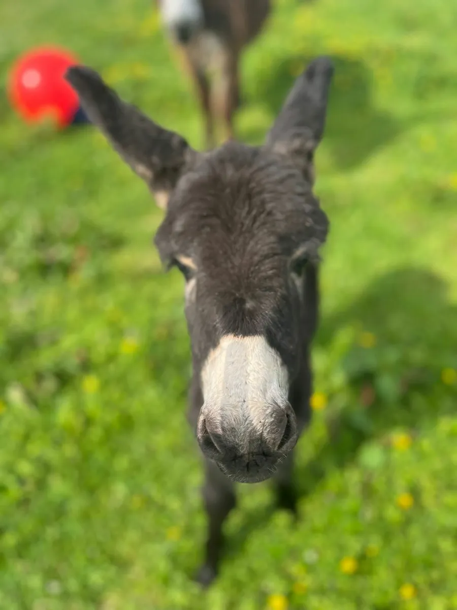 Mare donkey +foal - Image 1