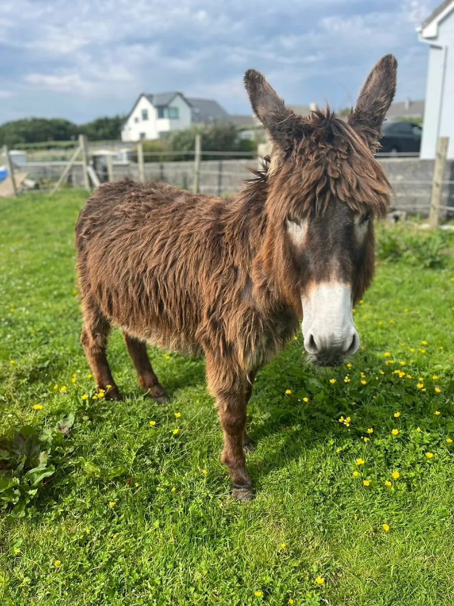 Mare donkey +foal - Image 3