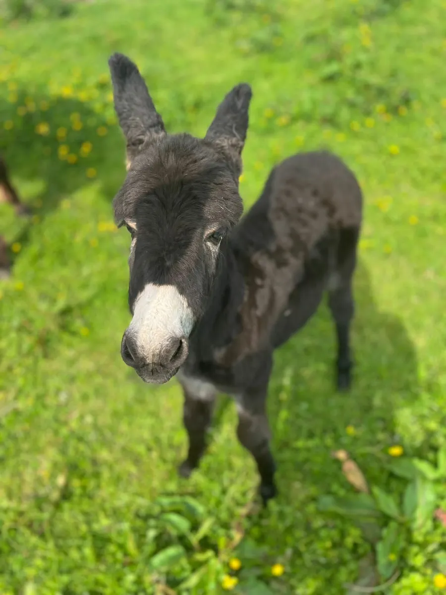 Mare donkey +foal - Image 4